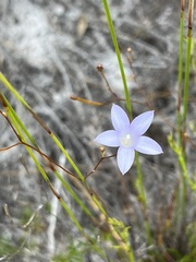 Prismatocarpus brevilobus