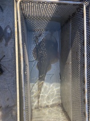 Pseudobatos productus