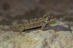 Tarentola chazaliae