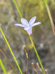 Prismatocarpus brevilobus