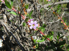 Lythrum maritimum