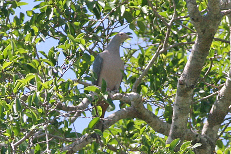 Pink-Headed Imperial Pigeon