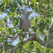 Pink-headed Imperial Pigeon - Photo (c) Ron Knight, some rights reserved (CC BY)