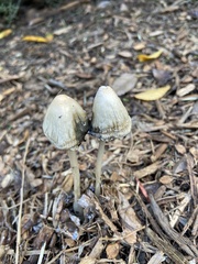 Coprinus