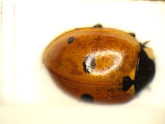 Coccinella quinquepunctata