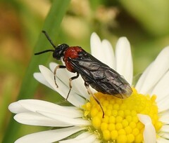 Eutomostethus ephippium