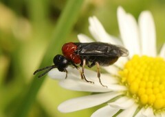 Eutomostethus ephippium