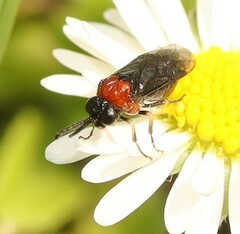 Eutomostethus ephippium