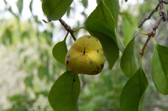 Sebastiania macrocarpa