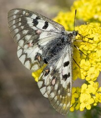 Parnassius ariadne