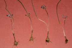 Muilla coronata