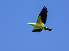 Yellowish Imperial-Pigeon photo 5