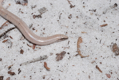 Plestiodon reynoldsi
