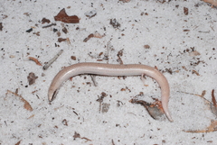 Plestiodon reynoldsi