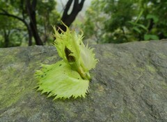 Trichosanthes bracteata