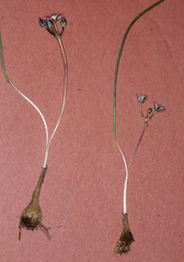 Muilla coronata