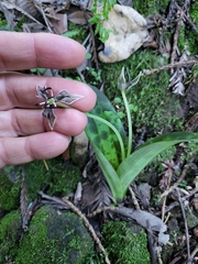 Scoliopus bigelovii