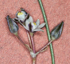 Muilla coronata