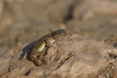 Stenodactylus mauritanicus