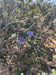 Ceanothus tomentosus