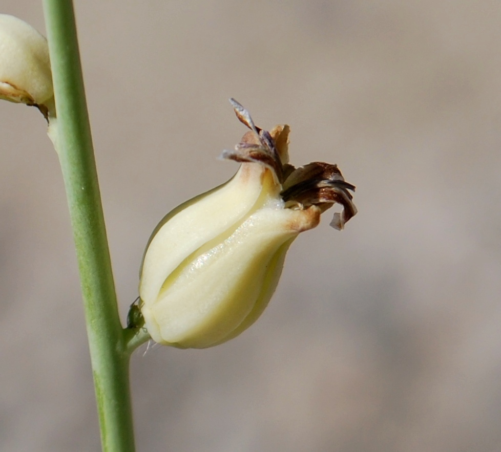 Caulanthus major