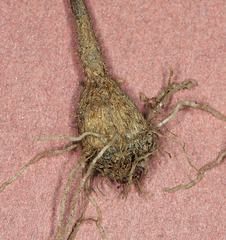 Muilla coronata