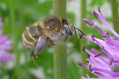 Anthophora quadrimaculata