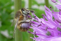Anthophora quadrimaculata