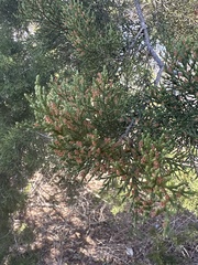Juniperus ashei