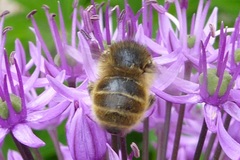 Anthophora quadrimaculata