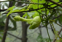 Trichosanthes bracteata