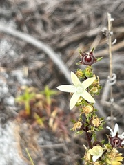 Wahlenbergia rubioides