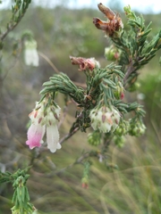 Erica pectinifolia