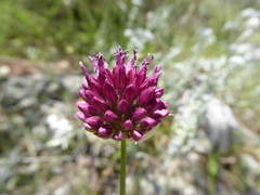 Allium sphaerocephalon