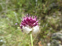 Allium sphaerocephalon