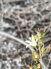 Wahlenbergia rubioides