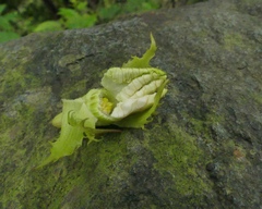 Trichosanthes bracteata
