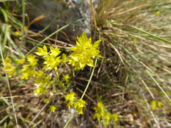 Bupleurum veronense