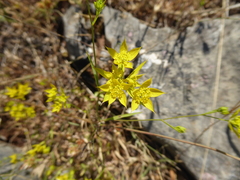 Bupleurum veronense
