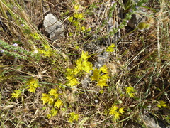 Bupleurum veronense