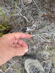 Prismatocarpus brevilobus