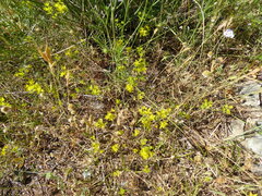 Bupleurum veronense