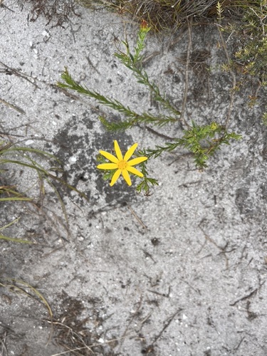 Image of Osteospermum polygaloides by (c) Charleen Brunke, some rights reserved (CC BY)