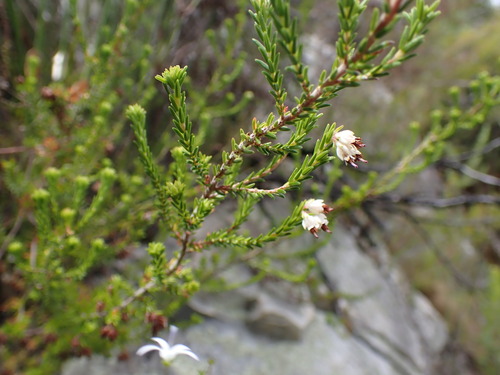 Image of Erica triceps by (c) Ren Hoekstra, some rights reserved (CC BY)