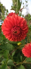 Dahlia pinnata