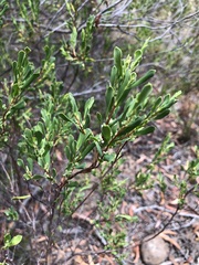 Styphelia mutica