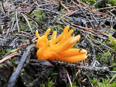 Calocera
