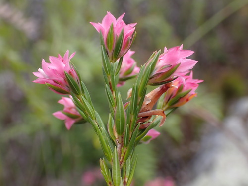 Image of Erica bracteolaris by (c) Ren Hoekstra, some rights reserved (CC BY)
