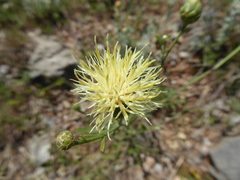 Centaurea nicolai