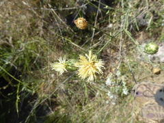 Centaurea nicolai